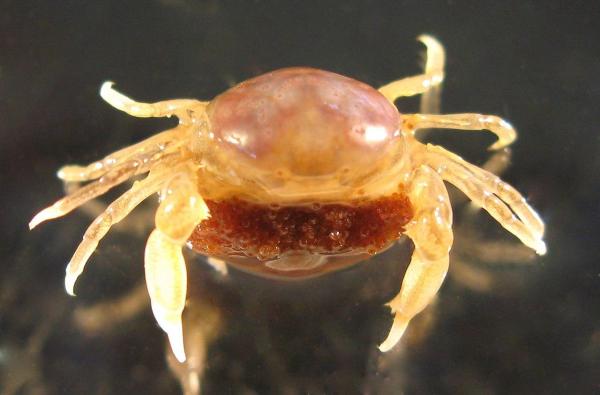 Types of Crabs - Different Crab Species - New Zealand pea crab (Nepinnotheres novaezelandiae)