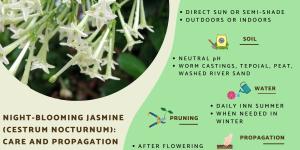 Night-Blooming Jasmine Care Guide
