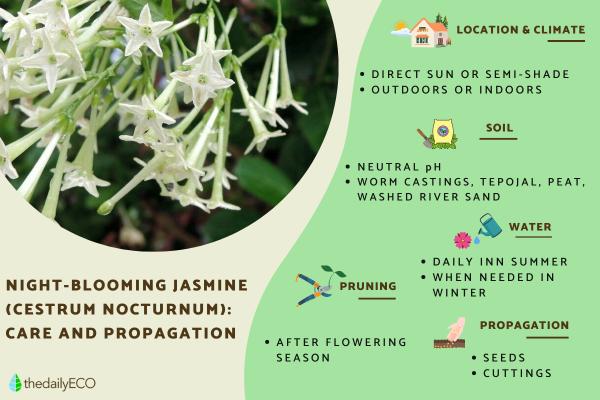 Night-Blooming Jasmine Care Guide