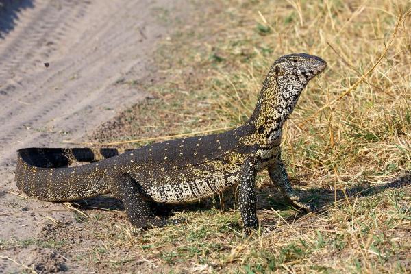 Different Types of Lizards - Nile monitor