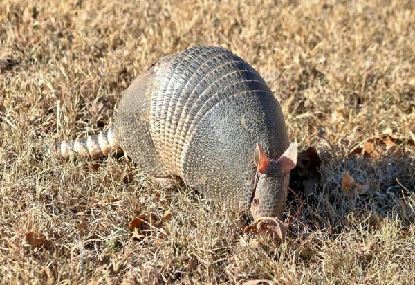 What Animals Eat Ants? - Nine-banded armadillo