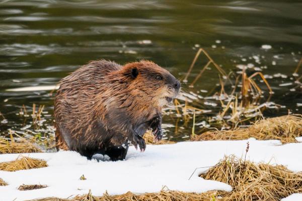 Different Types of Beavers - North American beaver (Castor canadensis)