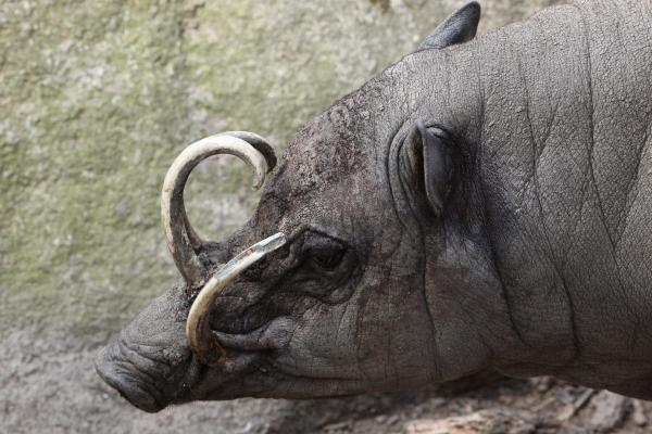 Different Types of Swine Species - North Sulawesi babirusa (Babyrousa celebensis)