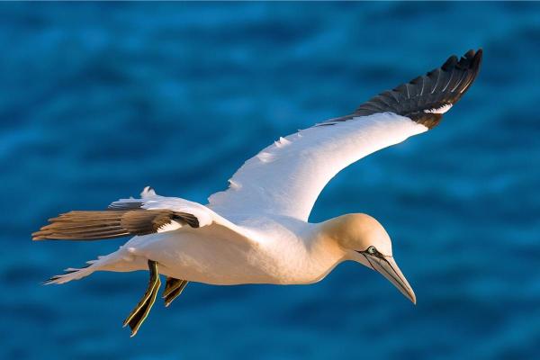 Types of Mediterranean Seabirds - Northern gannet