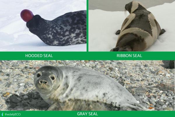 Different Types of Seals - Northern seals (Subfamily Phocinae)