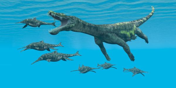 Were There Ocean Dinosaurs? - Nothosaurus spp.