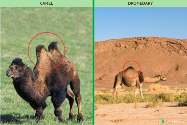 What Is the Difference between Camels and Dromedaries? - Number of humps