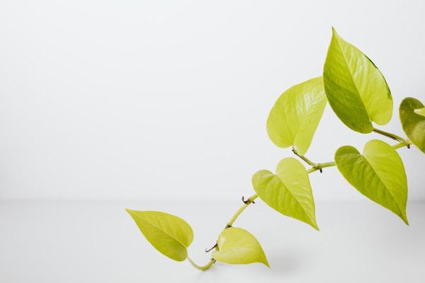 Reviving Yellowing Pothos Leaves - Nutrient deficiency
