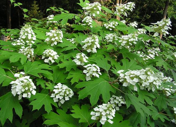 What Are the Different Types of Hydrangeas? - Oakleaf hydrangea (Hydrangea quercifolia)