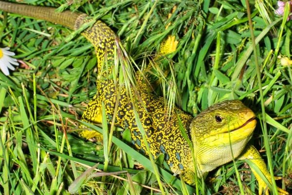 Different Types of Lizards - Ocellated lizard