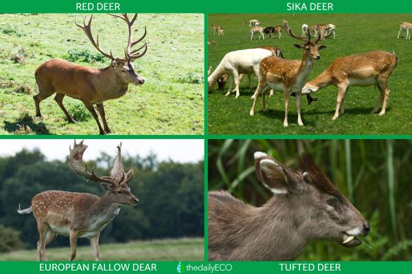 What Kinds of Deer Are in the Family Cervidae? - Old World deer (Capreolinae)