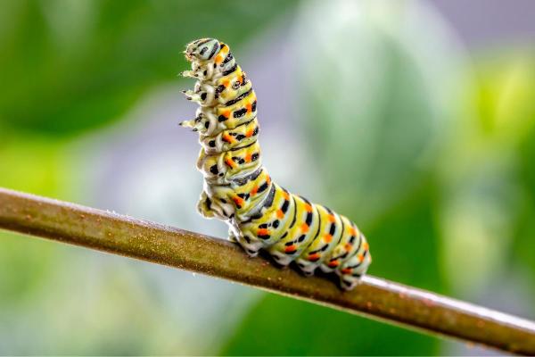 Different Types of Caterpillars - Old World swallowtail (Papilio machaon)