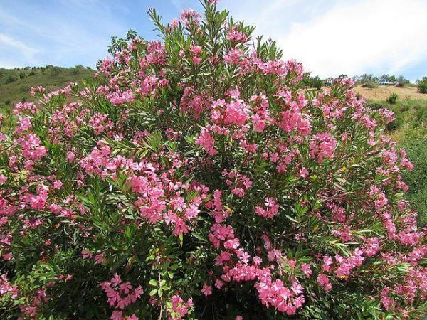 Winter Outdoor Plants for Pots - Oleander