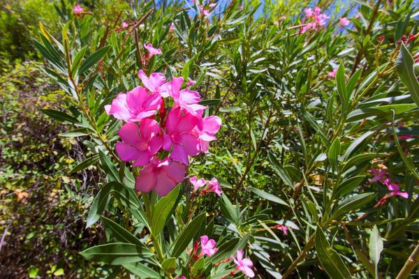 Types of Poisonous Trees - Toxic Trees to Humans - Oleander (Nerium oleander)