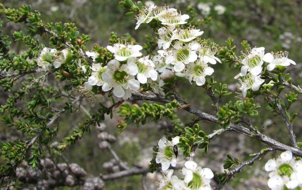 Plants That Smell Like Lemon - Olive tea-tree (Leptospermum liversidgei)