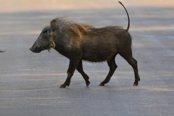 Different Types of Swine Species - Oliver's warty pig (Sus oliveri)
