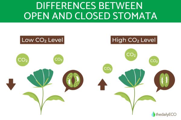 What Are the Stomata of a Plant? - Opening and closing of stomata