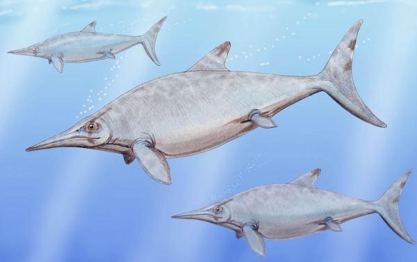 Were There Ocean Dinosaurs? - Ophthalmosaurus spp.