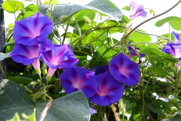 Morning Glory or Ipomoea Purpurea Care Guide - Optimal light, temperature, and placement for Ipomoea purpurea