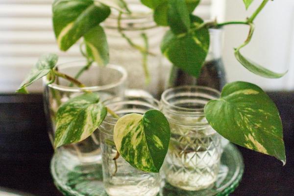 How to Grow Pothos in Water - Optimal light, temperature, and placement for Photos in water