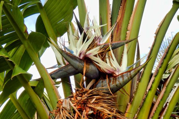 Strelitzia Nicolai or Wild Banana Care Guide - Optimal light, temperature, and placement for Strelitzia nicolai