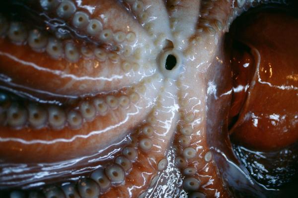 Octopus Anatomy - Body Parts of an Octopus - Oral cavity