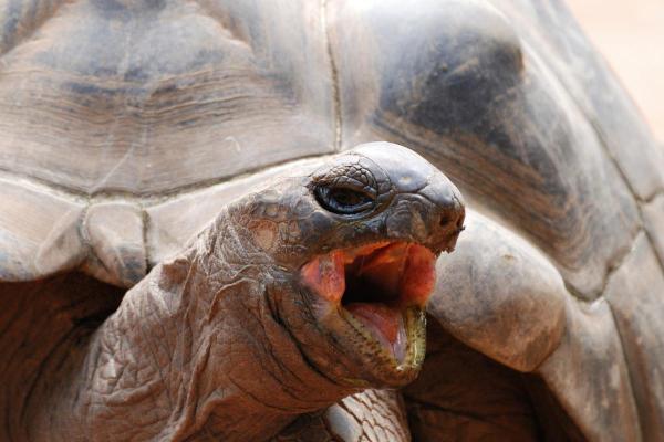 Parts of a Turtle - Oral cavity