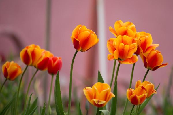 Tulip Color Meanings - Symbolism of Tulips - orange tulip