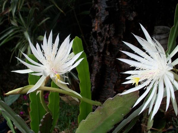 Cactus Without Spines - Spineless Cactus Types - Orchid cactus (Epiphyllum spp.)