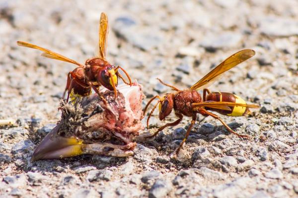 Types of Wasps and Hornets in Spain - Oriental hornet (Vespa orientalis)