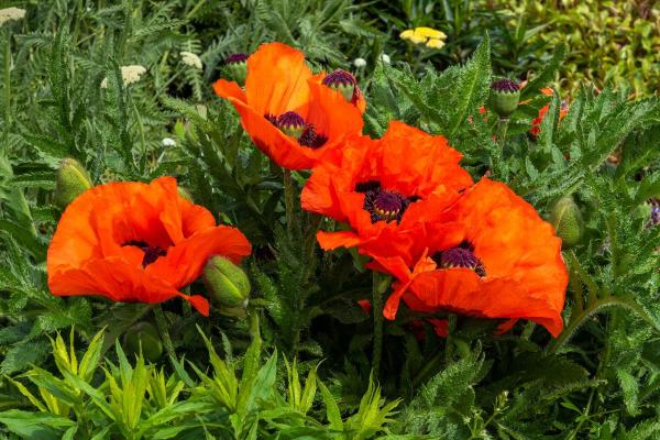 10 Flowers That Bloom in May - Oriental poppy (Papaver orientale)