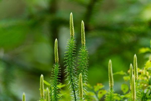 What Are Club Mosses? - Definition and Characteristics - Origins and evolution of club mosses