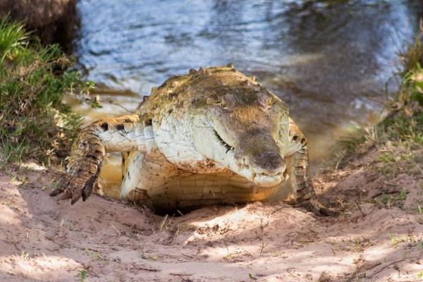 Crocodile Species in Danger of Extinction - Orinoco crocodile (Crocodylus intermedius)