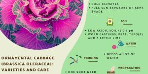 Ornamental Cabbage Plant - Care Guide