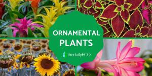 Ornamental Plants - What They Are and Their Importance