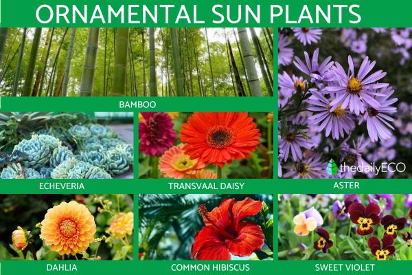 Ornamental Plants - What They Are and Their Importance -