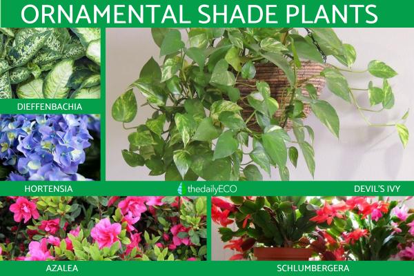 Ornamental Plants - What They Are and Their Importance -