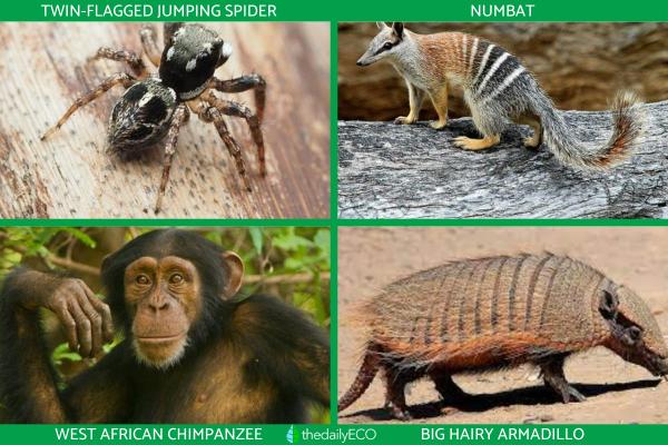 What Animals Eat Ants? - Other animals that eat ants