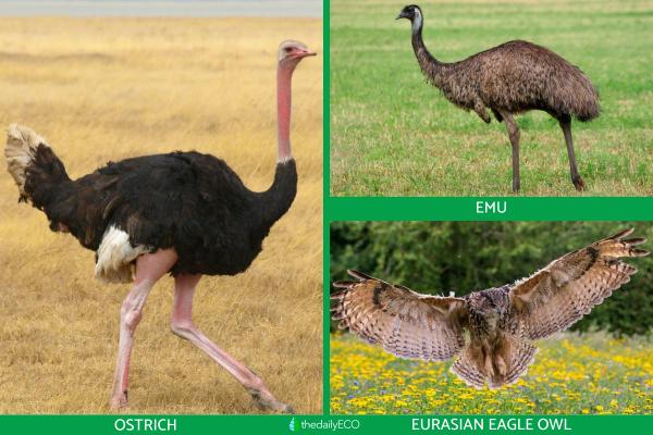 What Is the Most Dangerous Bird in the World? - Other dangerous birds
