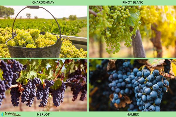 Different Types of Grapes for Eating and Drinking - Other different types of grapes