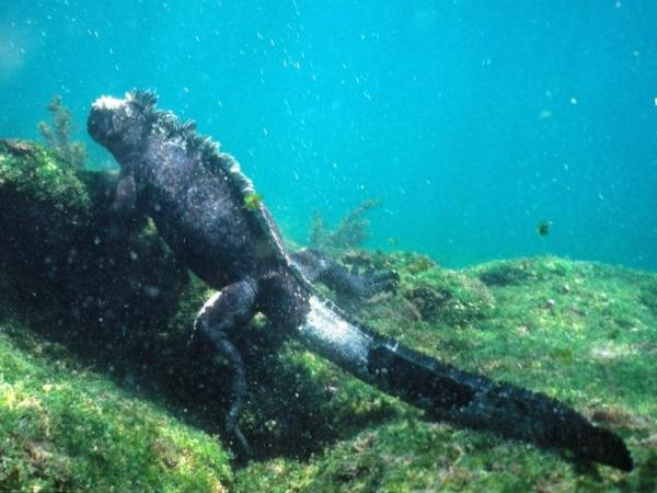 Endangered Wild Animals in Ecuador - Other endangered wild animals in Ecuador