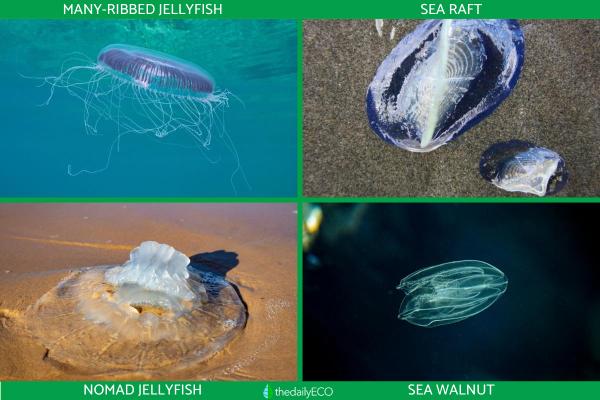 Mediterranean Jellyfish Species - Other Mediterranean jellyfish species