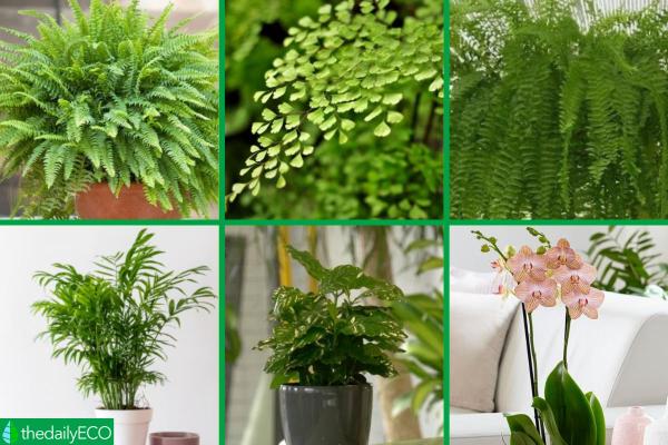 Plants That Absorb Moisture - Other Moisture Absorbing Plants