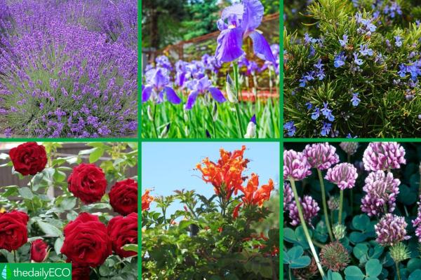 Winter Outdoor Plants for Pots - Other outdoor winter plants for pots