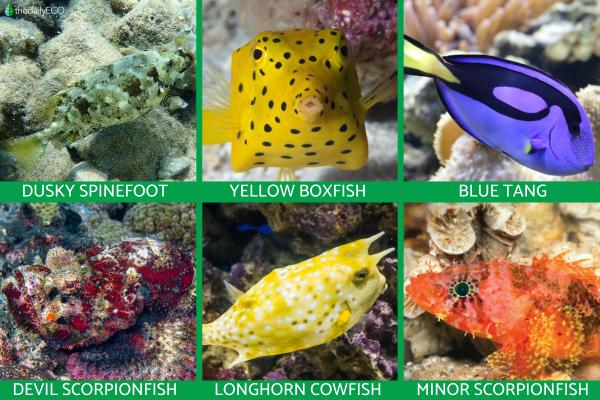 The Most Venomous Fish Types - other poisonous fish