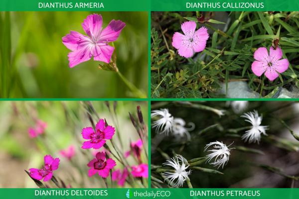 Types of Carnations - Dianthus Plant Species - Other types of carnations