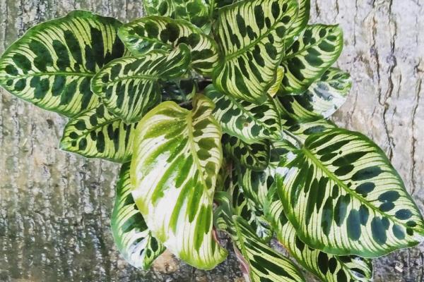 My Calathea Has Yellow Leaves - Overwatering