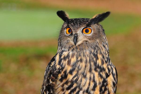 10 Fun and Weird Facts About Owls - Owls are found on every continent except Antarctica