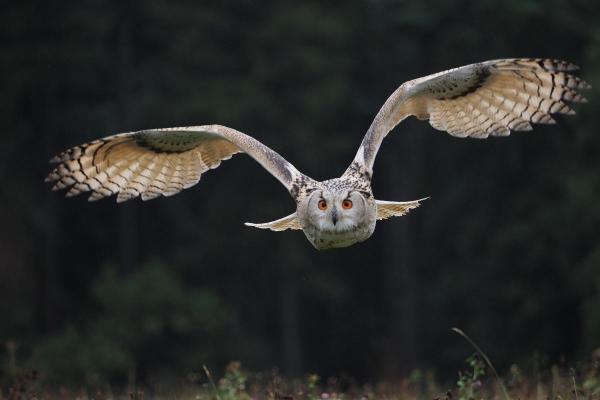 10 Fun and Weird Facts About Owls - Owls aren’t related to eagles or hawks