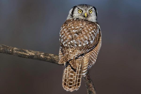 10 Fun and Weird Facts About Owls - Owls can rotate their heads up to 270 degrees